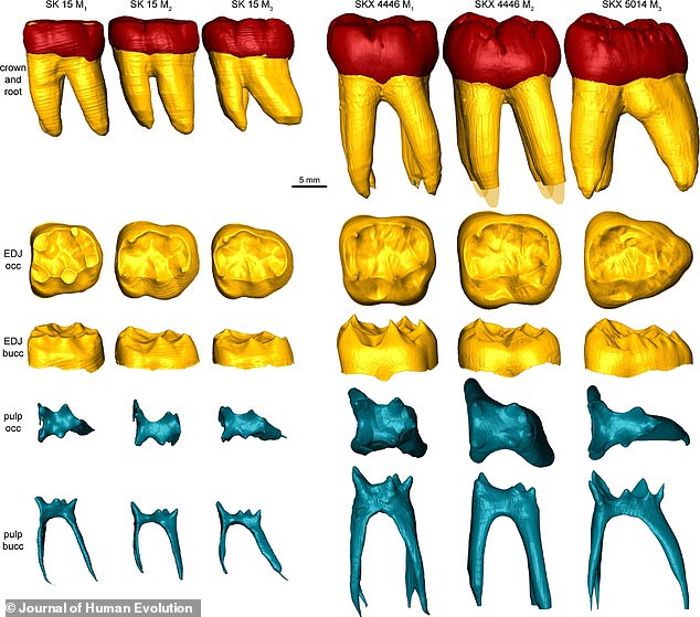 اسکن های دیجیتالی SK 15 دندان (سمت چپ) و Paranthropus ropustus Teeth (سمت راست) تفاوت در اندازه را نشان می دهد