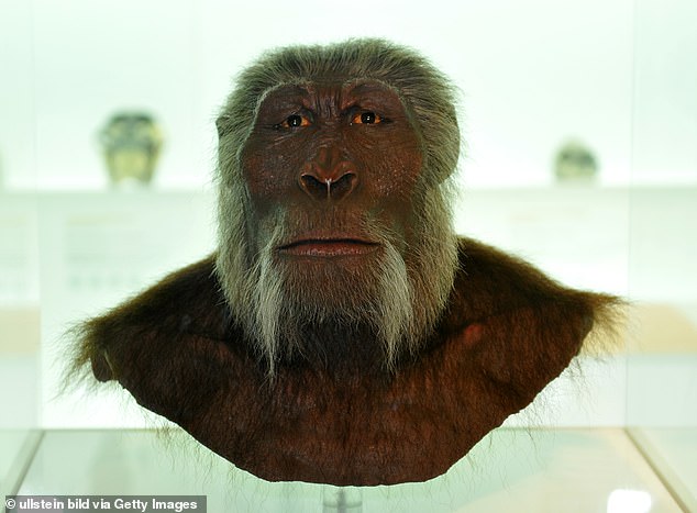 در حال حاضر سه گونه شناخته شده در جنس Paranthropus وجود دارد - Paranthropus aethiopicus ، Paranthropus boisei و Paranthropus rocustus - که بین حدود 1 میلیون تا 2.7 میلیون سال پیش زندگی می کرد. تصویر ، بازسازی P. Boisei در موزه تاریخ طبیعی بازل