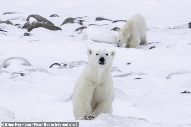 تقریباً 300 بار قطبی وجود دارد که در Svalbard زندگی می کنند ، یعنی تقریباً یک خرس قطبی برای هر 10 نفر در این جزیره