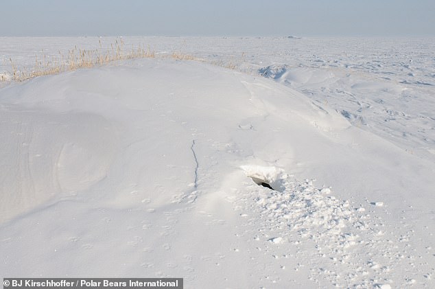 خرس های قطبی مانند این در Svalbard بسیار خوب پنهان هستند و مطالعه آن بسیار سخت است. با این حال ، محققان موفق شدند با استفاده از یقه های ماهواره ای 13 مادر خرس قطبی را به سمت شکاف خود ردیابی کنند