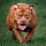 XL Bashies ، Pitbulls و Shepherds آلمانی سخت تر از سایر نژادهای سگ نیش نمی زنند - و "قفل فک" یک اسطوره است.