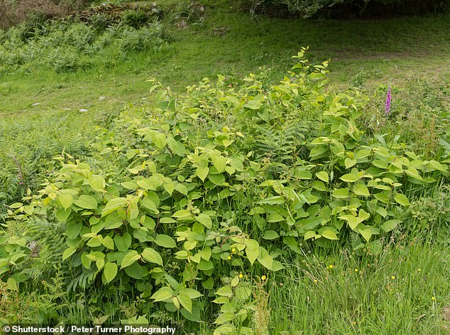 نقشه های کانون Knotweed ژاپنی انگلستان نقشه برداری شده ... بررسی کنید که آیا در یک منطقه آلودگی زندگی می کنید