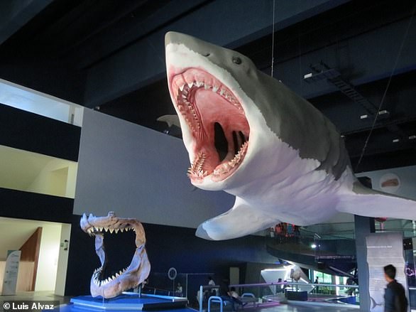 بازسازی یک مگالودون در مقیاس کامل و مجموعه ای از دندان ها در Museo de la Evolución de Puebla در مکزیک
