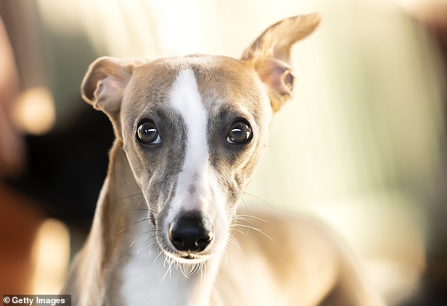 شاید علاوه بر این تعجب آور تر از لیست ، ایتالیایی Greyhound باشد که تقریباً از نظر طنز و گردن بلند (تصویر سهام) دارد