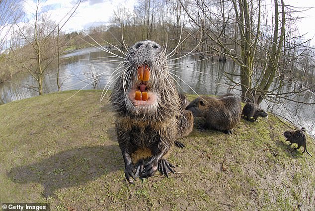 این حیوانات شبیه به Beavers هستند ، با تمایز پشت های بسیار قوسی و دم های بلند ، نازک ، گرد ، پراکنده مو به جای دمهای مسطح گسترده و مسطح مانند یک Beaver و دندانهای بزرگ نارنجی