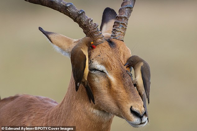 دامپزشکان معتقدند که این عفونت می تواند توسط پرندگان Oxpecker (تصویر) که از انگل های تعبیه شده در پوست حیوانات تغذیه می شوند ، پخش شود. همانطور که از حیوانات مختلف تغذیه می کنند ، می توانند مقادیر کمی از خون آلوده را به یک میزبان جدید منتقل کنند