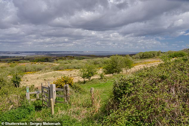 پیش بینی می شود اولین نسخه جدید Wild Beavers در Purbeck Heaths ، یک منظره محافظت شده که بیش از 8000 هکتار را که به عنوان اولین ذخیره طبیعت فوق العاده 