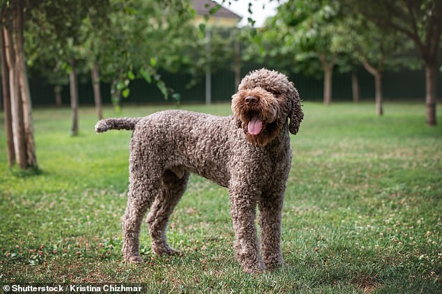 Lagotto Romagnolo در شمال ایتالیا توسعه یافت و در ابتدا یک نژاد بازیابی بود