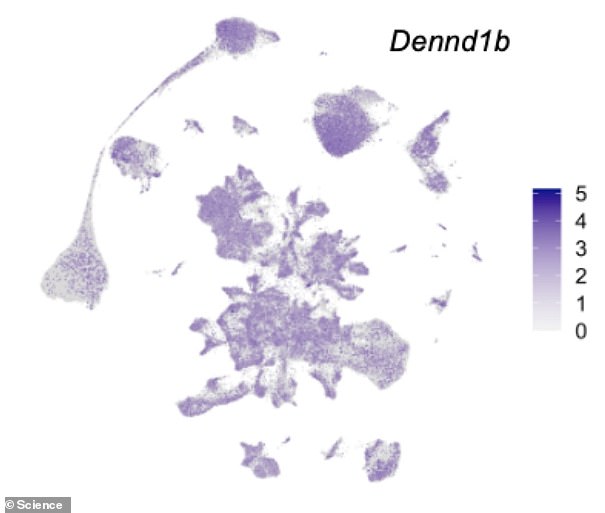 Dennd1b ژن است که به عنوان طرح برای ساخت پروتئین عمل می کند. Dennd1b به عنوان یک سوئیچ کمرنگ برای تغییر پاسخ مغز به مواد غذایی عمل می کند - اما جهش Dennd1b باعث می شود انسان و لابرادورها بیشتر چاق شوند