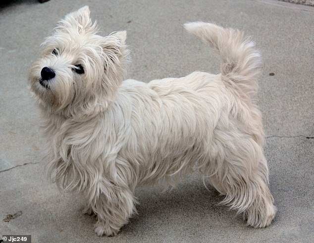 West Highland White Terrier - رتبه دوم با نمره 87.5 درصد - کنجکاو ، مستقل و کمی سرسخت است