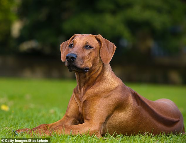 خوش تیپ ، قوی و عضلانی ، Ridgeback رودزی دارای یک طرح متقارن است ، درست به گوش های فلاپی کاملاً متناسب خود