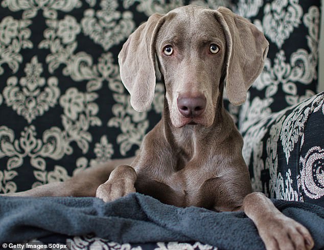 Weimaraner در اوایل قرن نوزدهم سرچشمه گرفت و برای شکار خرس ، گراز و سایر بازی های بزرگ در جنگل های متراکم آلمان توسعه یافت