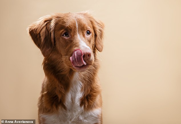 Toller یک retriever با اندازه متوسط ​​با یک نارنجی سبک به یک رنگ قرمز عمیق و متوسط ​​در اطراف گوش ها است