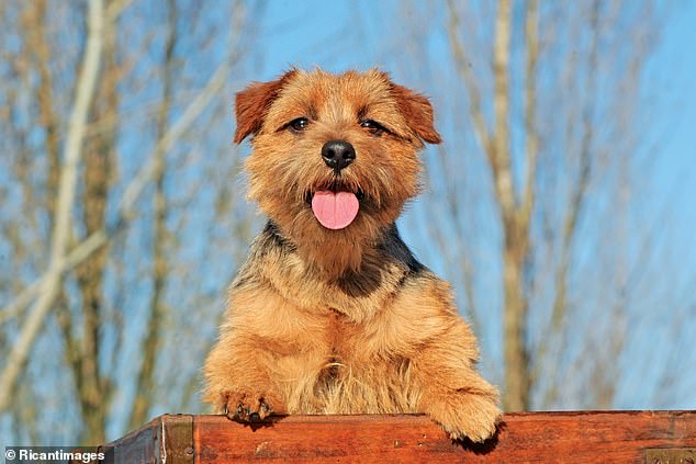 Norfolk Terrier جمجمه گسترده ، فک قوی ، چشم های بیضی شکل و یک کت خشن دارد که از نظافت منظم بهره می برد