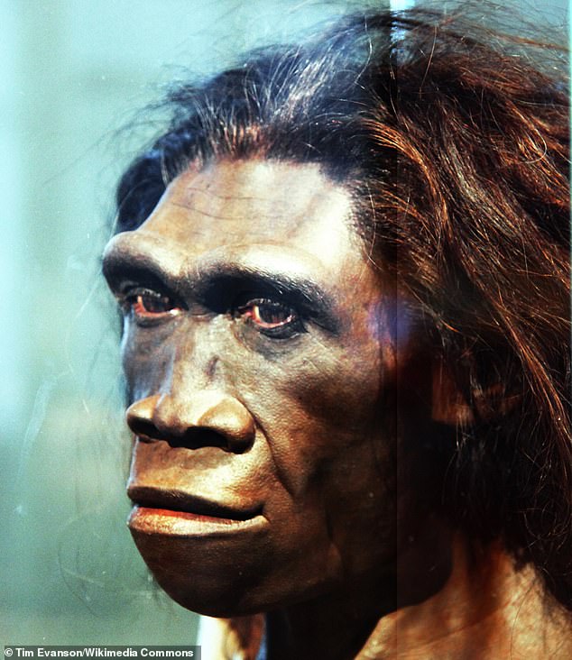 صورتی شباهت جدی به Homo erectus (تصویر) ، که یک گونه انسانی حتی باستانی تر بود که برای اولین بار دو میلیون سال پیش در آفریقا ظاهر شد. محققان با استفاده از اصطلاح لاتین 