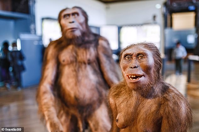 Homo erectus (در اینجا به تصویر کشیده شده است) اولین هومینین بود که یک شکل بدن واقعاً مانند انسان را تکامل داد