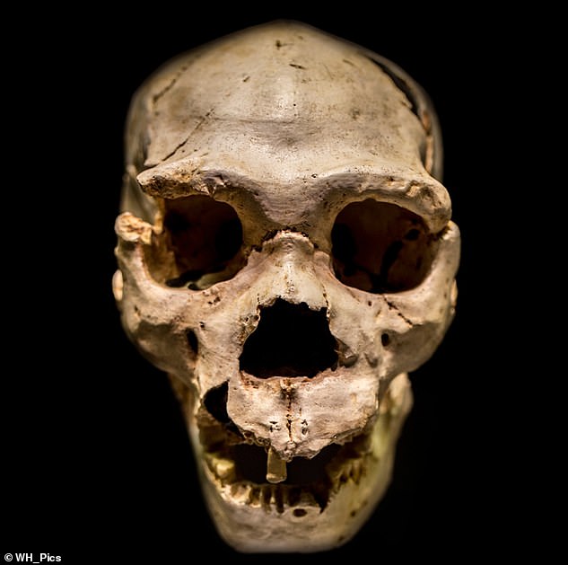 شواهد فسیلی نشان می دهد که گونه هایی مانند Homo Erectus و Homo Heidelbergensis در دوره گروه A و گروه B در آفریقا و سایر مناطق زندگی می کردند. تصویر ، کاملترین جمجمه یک Homo Heidelbergensis که تاکنون پیدا شده است