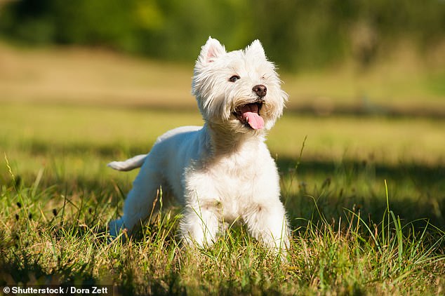 به دنبال تریر یورکشایر ، West Highland Terrier (تصویر) دومین نژاد سریع در بین سالهای 1990 و 2021 بود. در سال 2021 ، فقط 1،238 در انگلستان متولد شدند