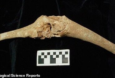 Skeleton در اسکلت الكساندر مقبره خانوادگی بزرگ پدر وی نیست ، مطالعه شوك ادعا می كند