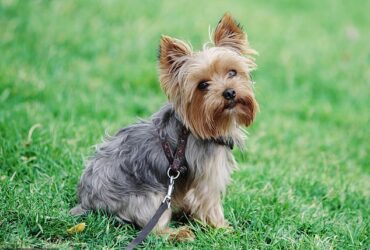 بریتانیایی ها عاشق سگهای خالص هستند: وتس هشدار می دهد خریداران در حال خندق کردن Greyhounds و Yorkshire Terriers به ​​نفع طراح های مرسوم ، مد روز مانند Cockapoos و Labradoodles هستند