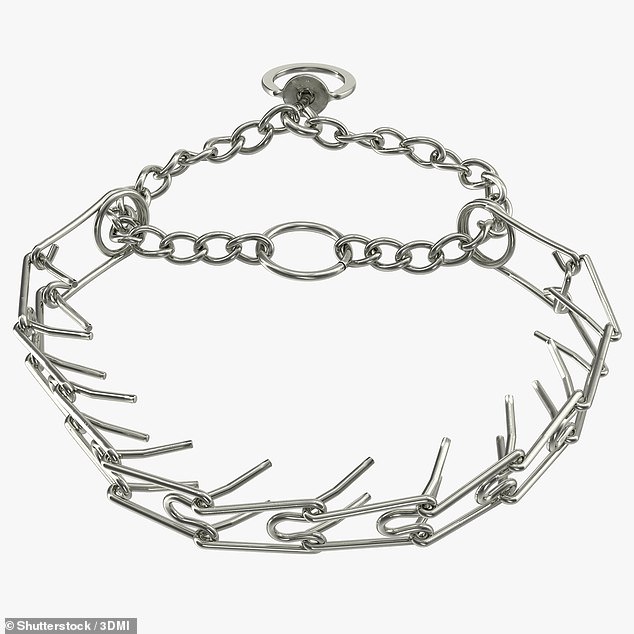 قلاده های prong دستگاه های آموزشی هستند که برای جلوگیری از کشیدن سگ ها در سرب خود طراحی شده اند (تصویر سهام)