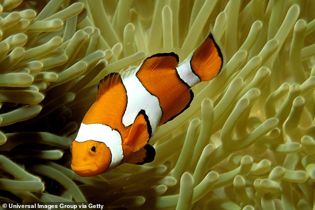Clownfish در یک جامعه تحت سلطه زن زندگی می کند. هنگامی که
