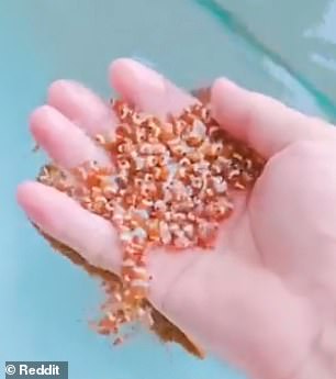 Clownfish در گروه هایی با یک زن و مرد غالب زندگی می کند