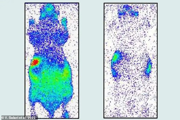 در حین زندگی ، موش ها از طریق فرآیندی به نام انتشار Ultraweak Photon ، نور بسیار کم رنگ تولید می کنند. بعد از اینکه ماوس مرده است (سمت چپ) ، این نور دیگر تولید نمی شود و درخشش از بین می رود