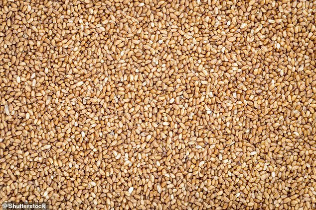 Teff (تصویر) یک دانه غذایی مهم در اتیوپی و اریتره است اما به زودی می تواند در کشورهای غربی به طور گسترده ای مصرف شود