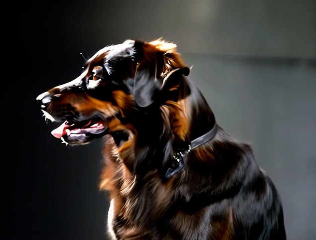 به پاسخ دهندگان ده ها عکس Pooch نشان داده شد که انواع نژادها از Huskies گرفته تا Chihuahuas و Poodles را شامل می شوند. نتایج به دست آورد برنی - بهترین دوست نهایی انسان