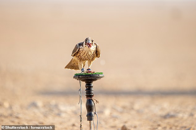 عمل اتصال پرندگان طعمه ، مانند این Falcon ، به عنوان روشی برای اسکان طولانی مدت ، نیز از بین می رود (تصویر سهام)