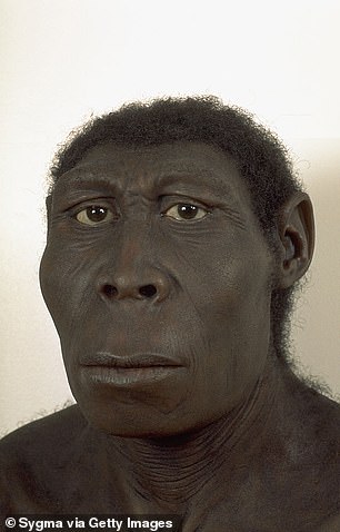بازسازی Homo erectus ، اجداد اولیه بشر را با ساخت و سازهای قائم و قائم خود نشان می دهد و نشان دهنده نقش محوری آن در تکامل انسان است.