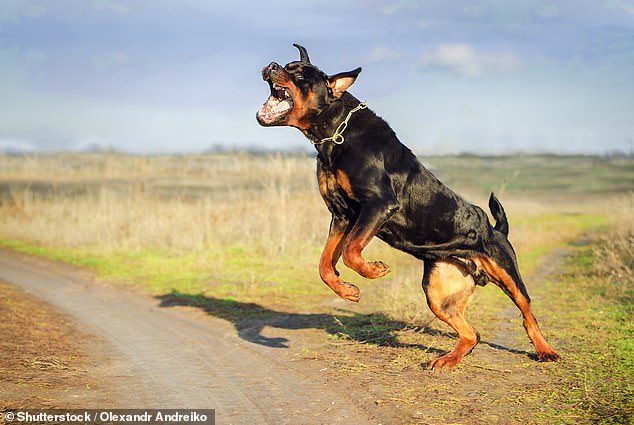 Rottweilers در طی سه سال هفت کشته شد و یکی از بالاترین میزان مرگ و میر در هر نیش در بین نژادهای سگ را بدست آورد.