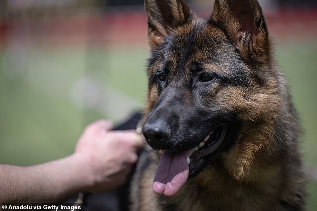 Rottweilers در طی سه سال هفت کشته شد و یکی از بالاترین میزان مرگ و میر در هر نیش در بین نژادهای سگ را بدست آورد.