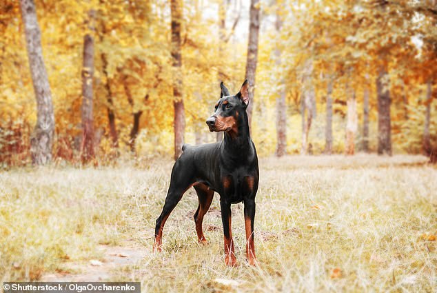 Dobermans در طول مطالعه هیچ تلفات ثبت شده ای نداشت اما به دلیل ماهیت محافظ آنها هنوز هم خطر متوسطی را به همراه داشت.