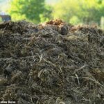 شاهکار "Dung-Gineering": چگونه می توان لباس های شما را به زودی از کود گاو تهیه کرد
