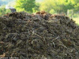 شاهکار "Dung-Gineering": چگونه می توان لباس های شما را به زودی از کود گاو تهیه کرد
