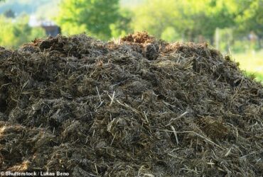 شاهکار "Dung-Gineering": چگونه می توان لباس های شما را به زودی از کود گاو تهیه کرد