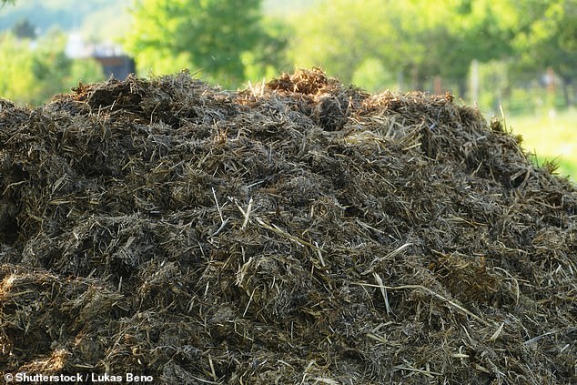 شاهکار "Dung-Gineering": چگونه می توان لباس های شما را به زودی از کود گاو تهیه کرد