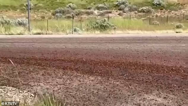 هرج و مرج به عنوان طاعون کتاب مقدس کریکت های آدمخوار حمله به دولت ایالات متحده ایجاد "شرایط دام مرگ"