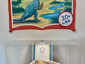 پیاده روی بی بی سی با دایناسورها در Fakery Row به عنوان کارشناسان به نمایش می گذارند Dino Poo در سایت DIG ... که از موزه 1200 مایل دورتر است