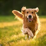 چگونه یک سگ شاد داشته باشیم: کارشناسان فرمول نه بخشی را برای کمک به حیوان خانگی خود برای زندگی بهترین زندگی خود نشان می دهند - بنابراین ، آیا این برای شما آشنا به نظر می رسد؟