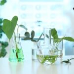رونمایی از فناوری نوین گیاهان دارویی